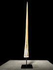 Marlin tusk on stand  - Tusk,A/017