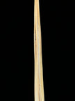 Marlin tusk on stand  - Tusk,A/017