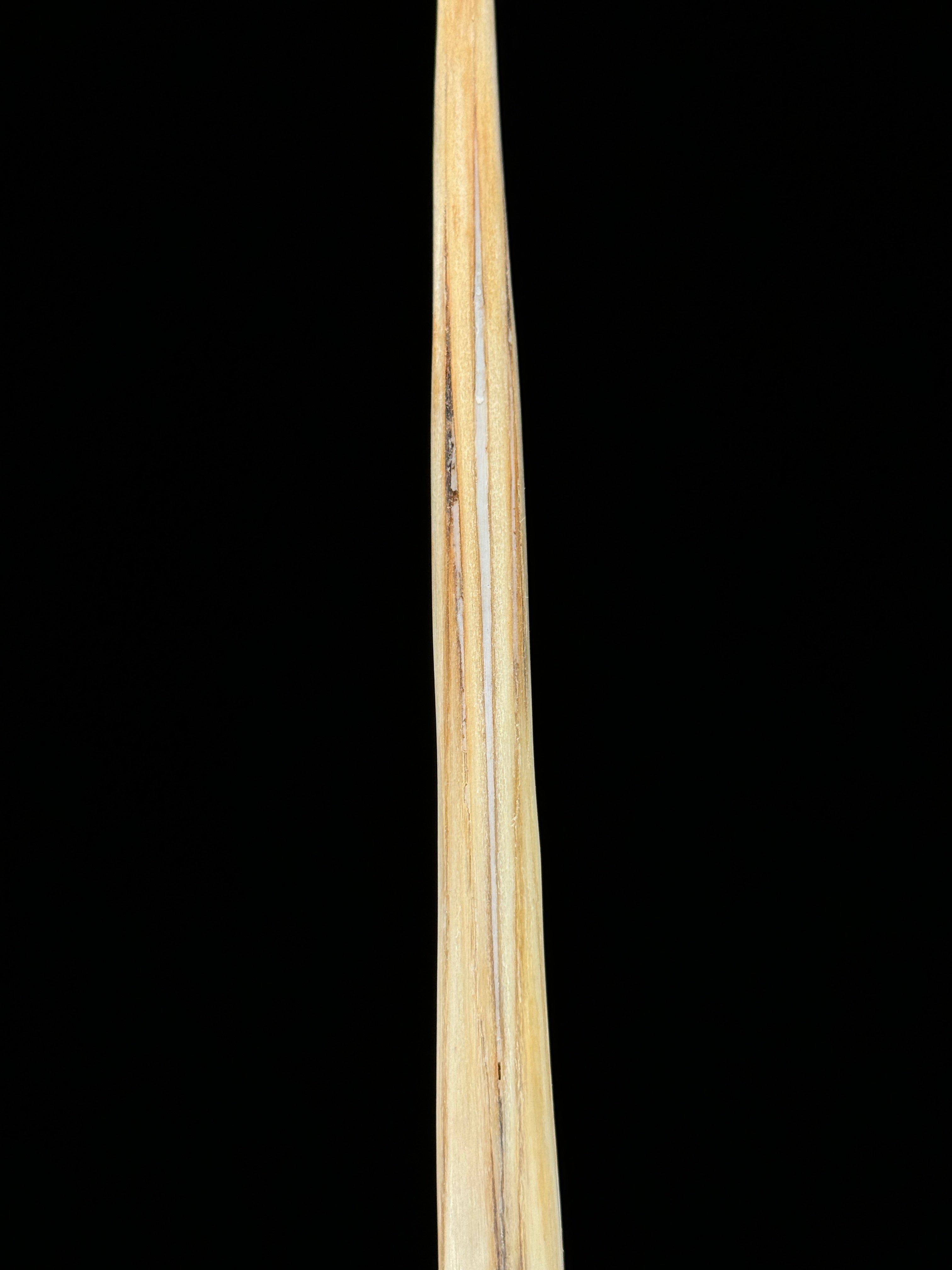 Marlin tusk on stand  - Tusk,A/017