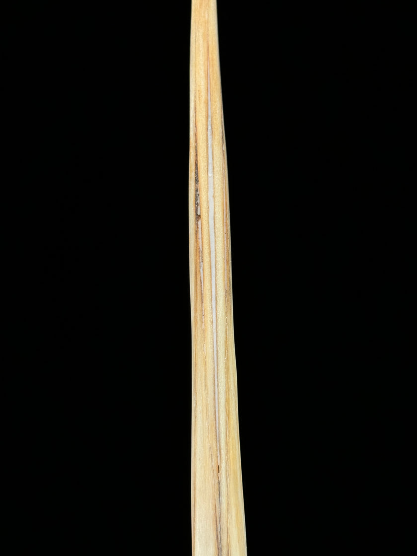 Marlin tusk on stand  - Tusk,A/017