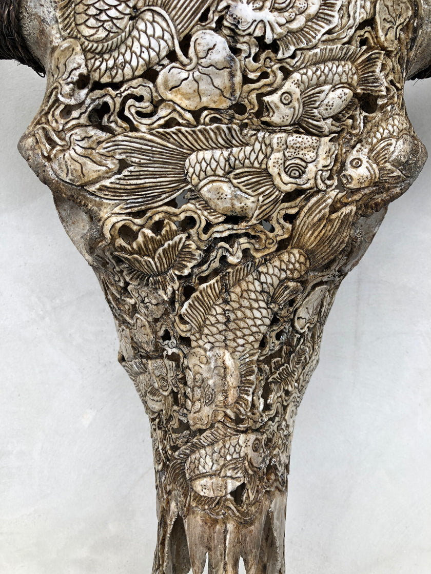 Carved Water Buffalo Skull Koi Fish carving 9B/046