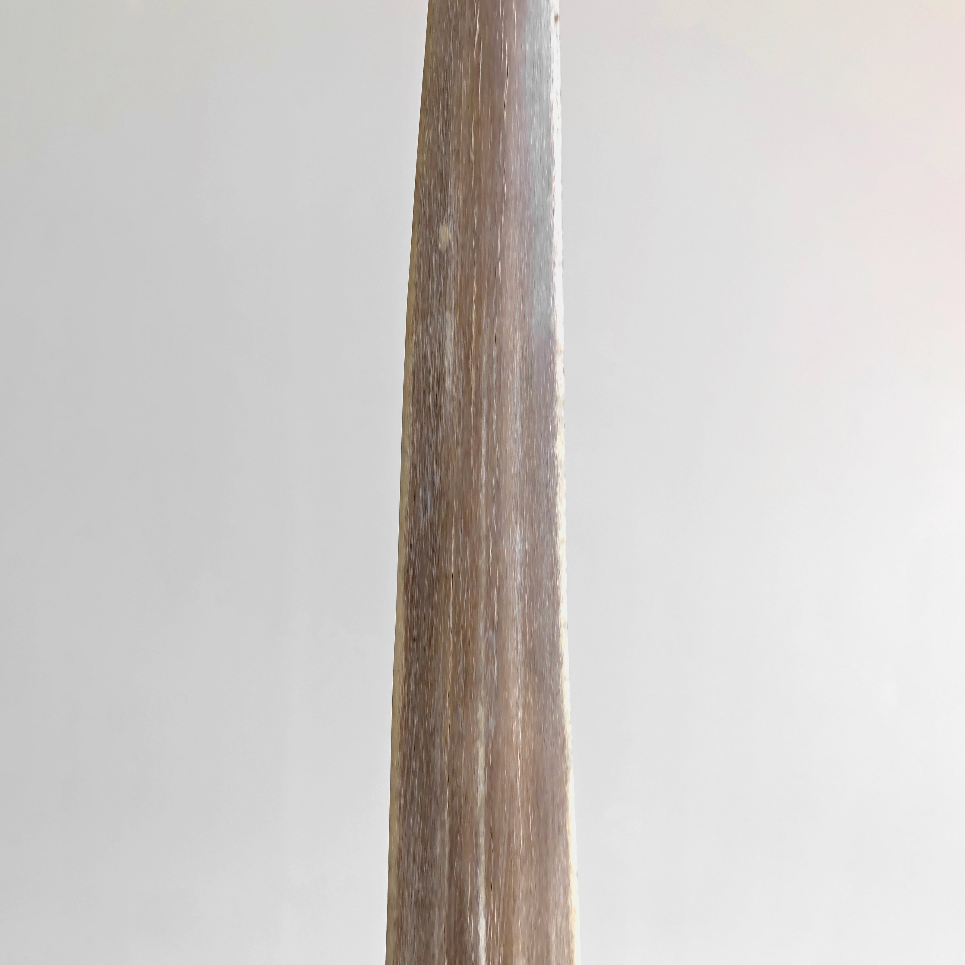 Natural Tusk on stand 21/EX/708