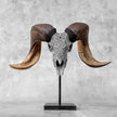 Carved Ram Skull with Star Mandala motif on stand - Skull,A/160