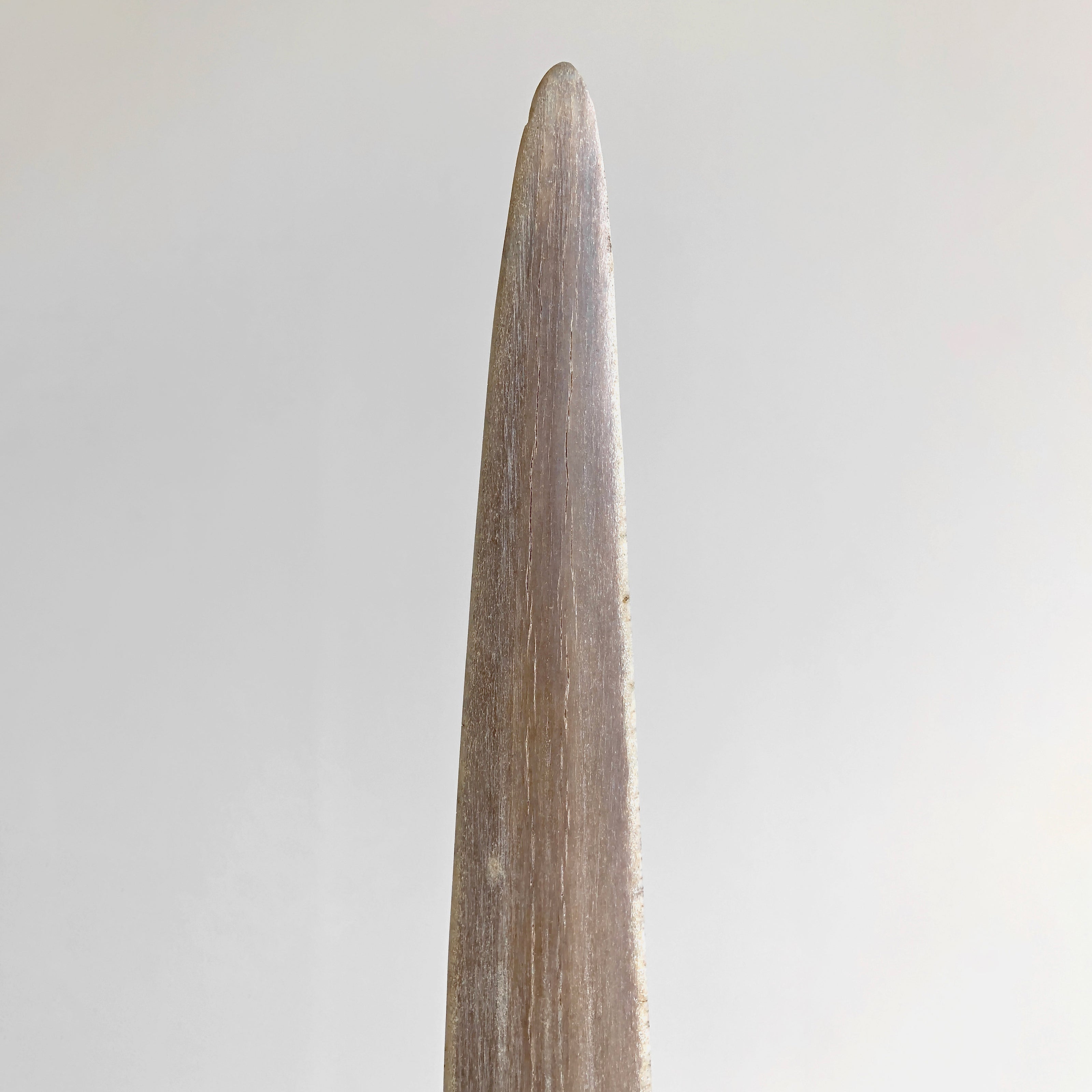 Natural Tusk on stand 21/EX/708