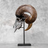 Carved Ram Skull with Star Mandala motif on stand - Skull,A/160