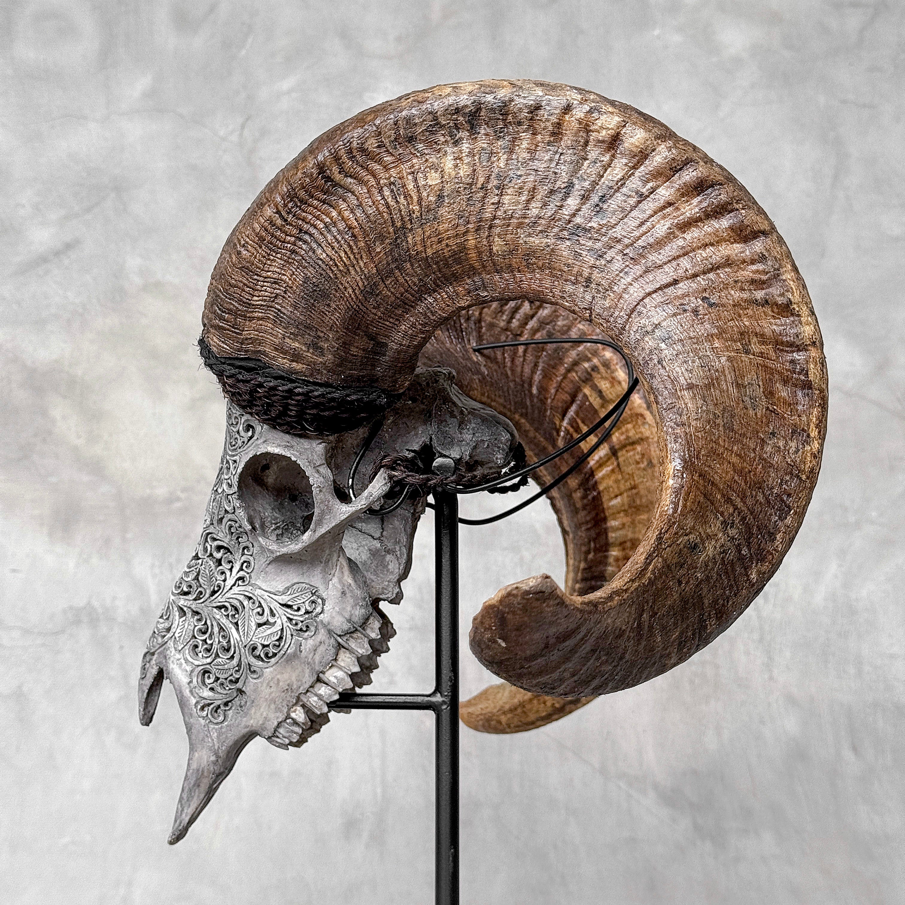 Carved Ram Skull with Star Mandala motif on stand - Skull,A/160