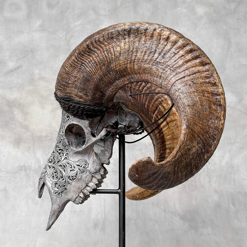 Carved Ram Skull with Star Mandala motif on stand - Skull,A/160