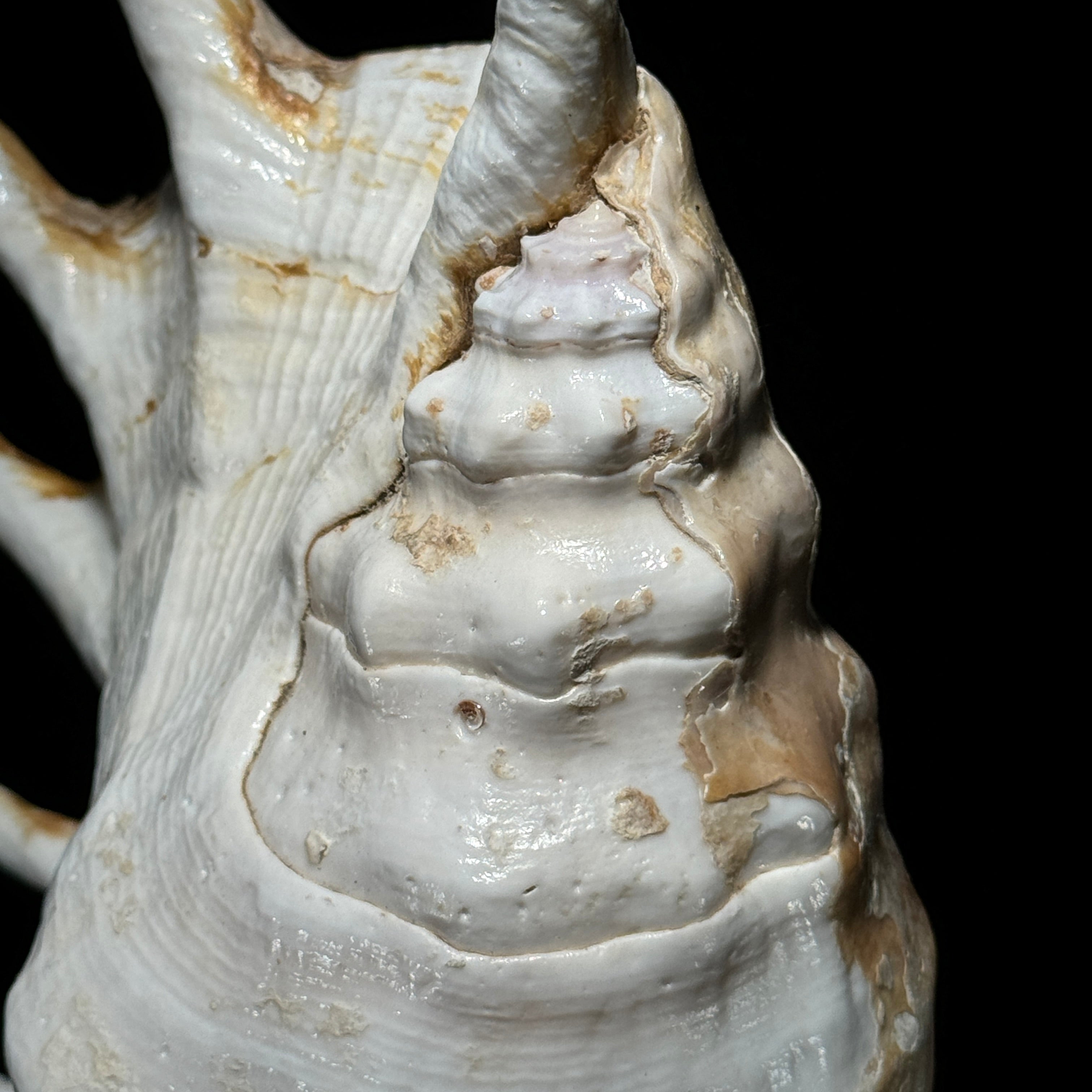 Shell on stand  - ToS,A/017