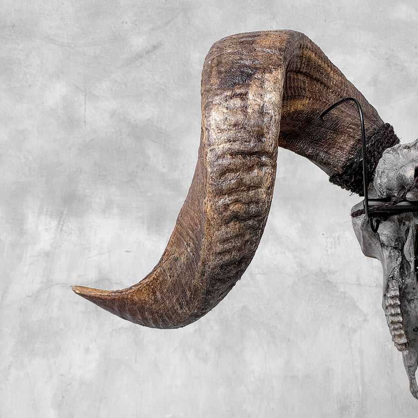 Carved Ram Skull with Star Mandala motif on stand - Skull,A/160