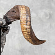 Carved Ram Skull with Star Mandala motif on stand - Skull,A/160