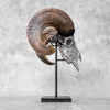 Carved Ram Skull with Star Mandala motif on stand - Skull,A/160