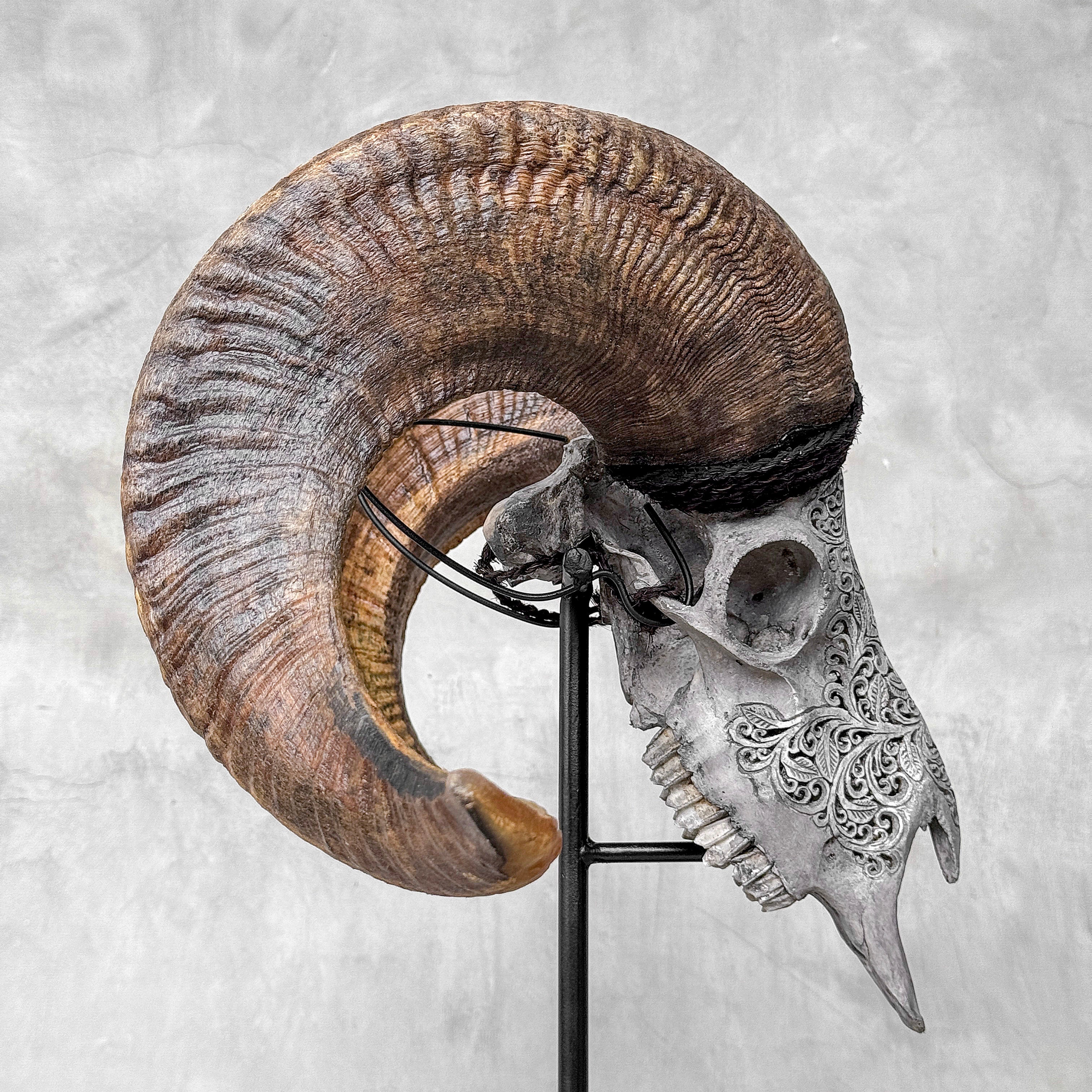 Carved Ram Skull with Star Mandala motif on stand - Skull,A/160