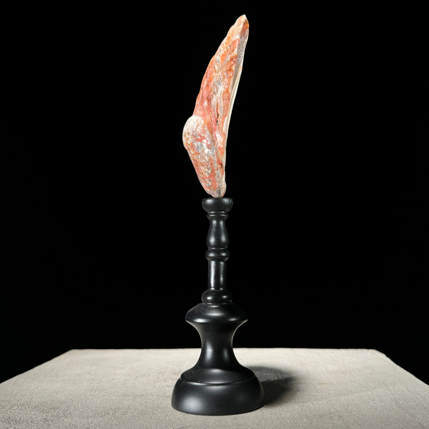 Shell on stand  - ToS,A/015