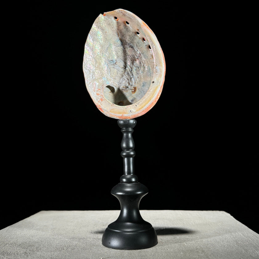 Shell on stand  - ToS,A/015