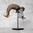 Carved Ram Skull with Star Mandala motif on stand - Skull,A/160