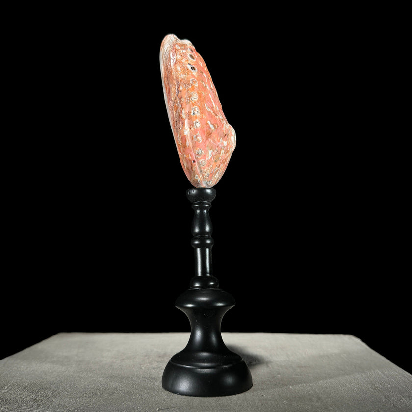 Shell on stand  - ToS,A/015