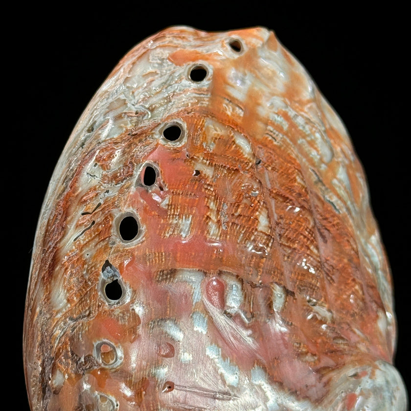 Shell on stand  - ToS,A/015