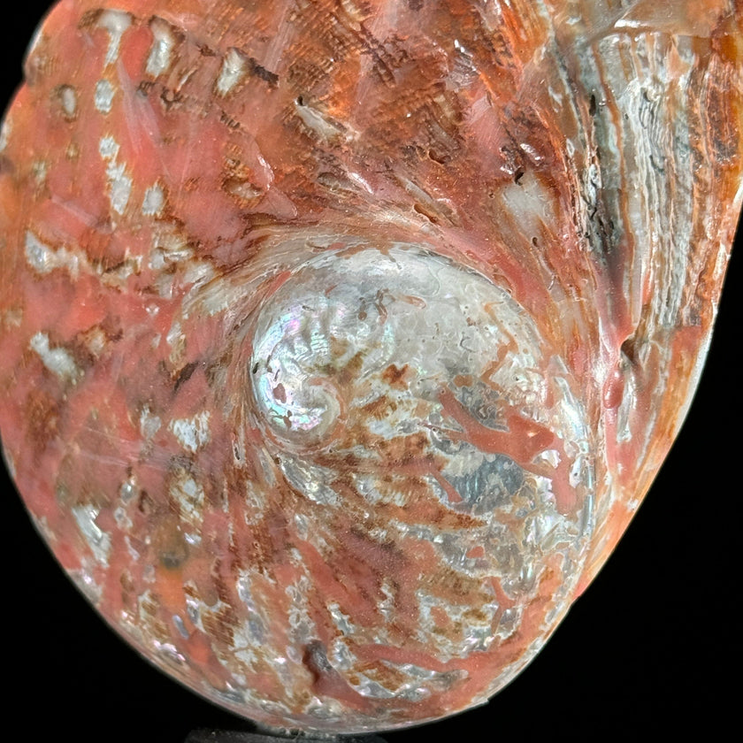 Shell on stand  - ToS,A/015