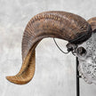 Carved Ram Skull with Star Mandala motif on stand - Skull,A/160