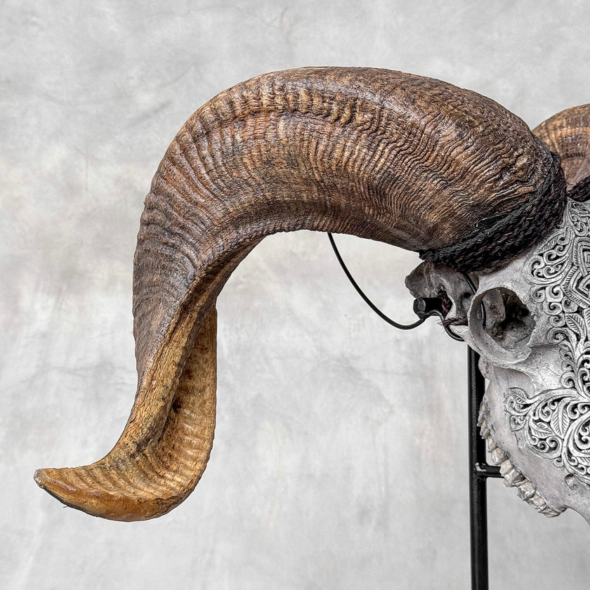 Carved Ram Skull with Star Mandala motif on stand - Skull,A/160