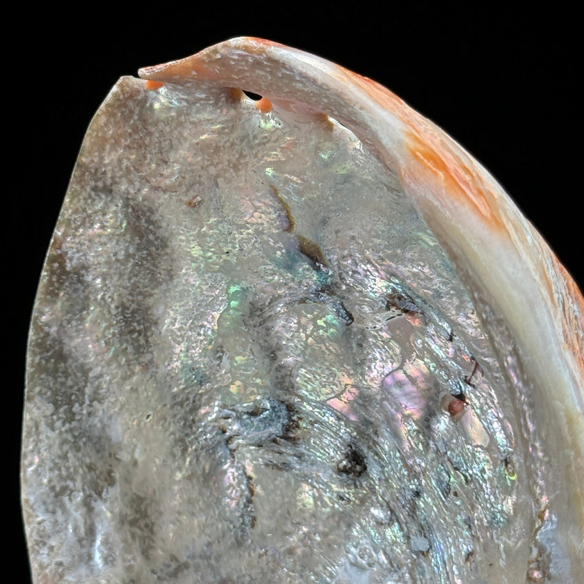 Shell on stand  - ToS,A/015