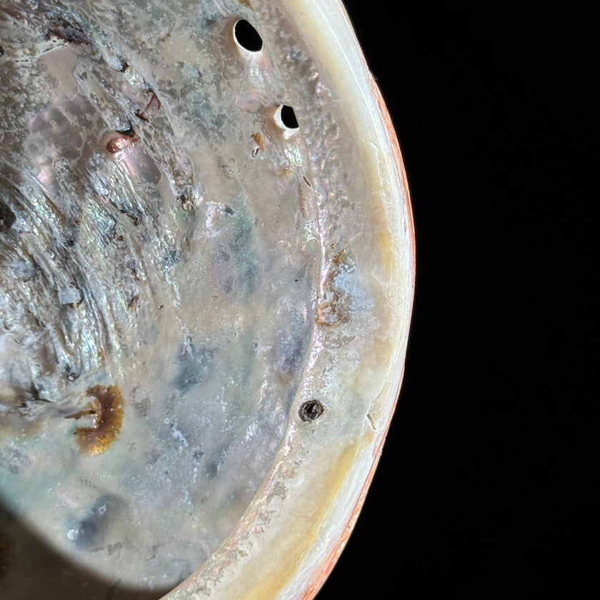 Shell on stand  - ToS,A/015