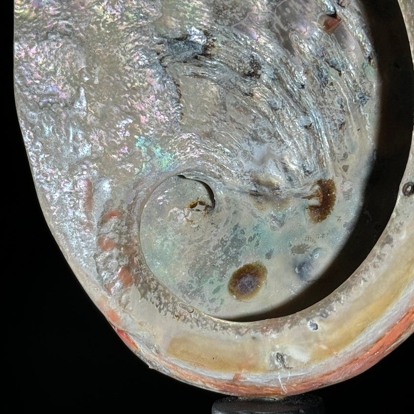 Shell on stand  - ToS,A/015