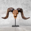 Carved Ram Skull with Badong motif on stand - Skull,A/162