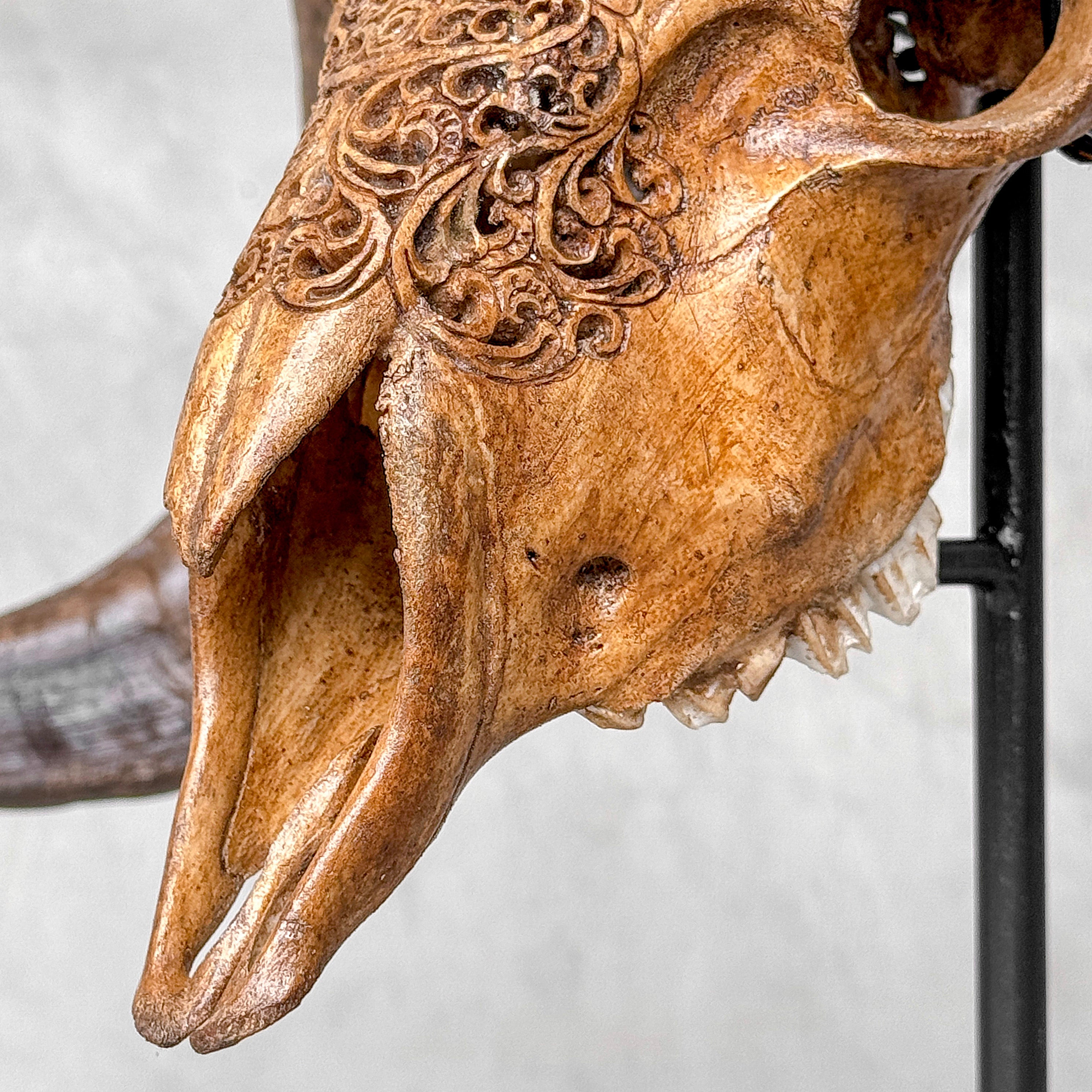 Carved Ram Skull with Badong motif on stand - Skull,A/162