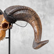 Carved Ram Skull with Badong motif on stand - Skull,A/162