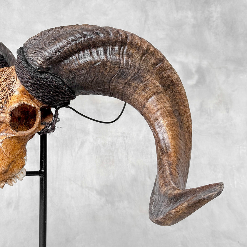 Carved Ram Skull with Badong motif on stand - Skull,A/162