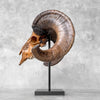 Carved Ram Skull with Badong motif on stand - Skull,A/162