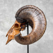 Carved Ram Skull with Badong motif on stand - Skull,A/162