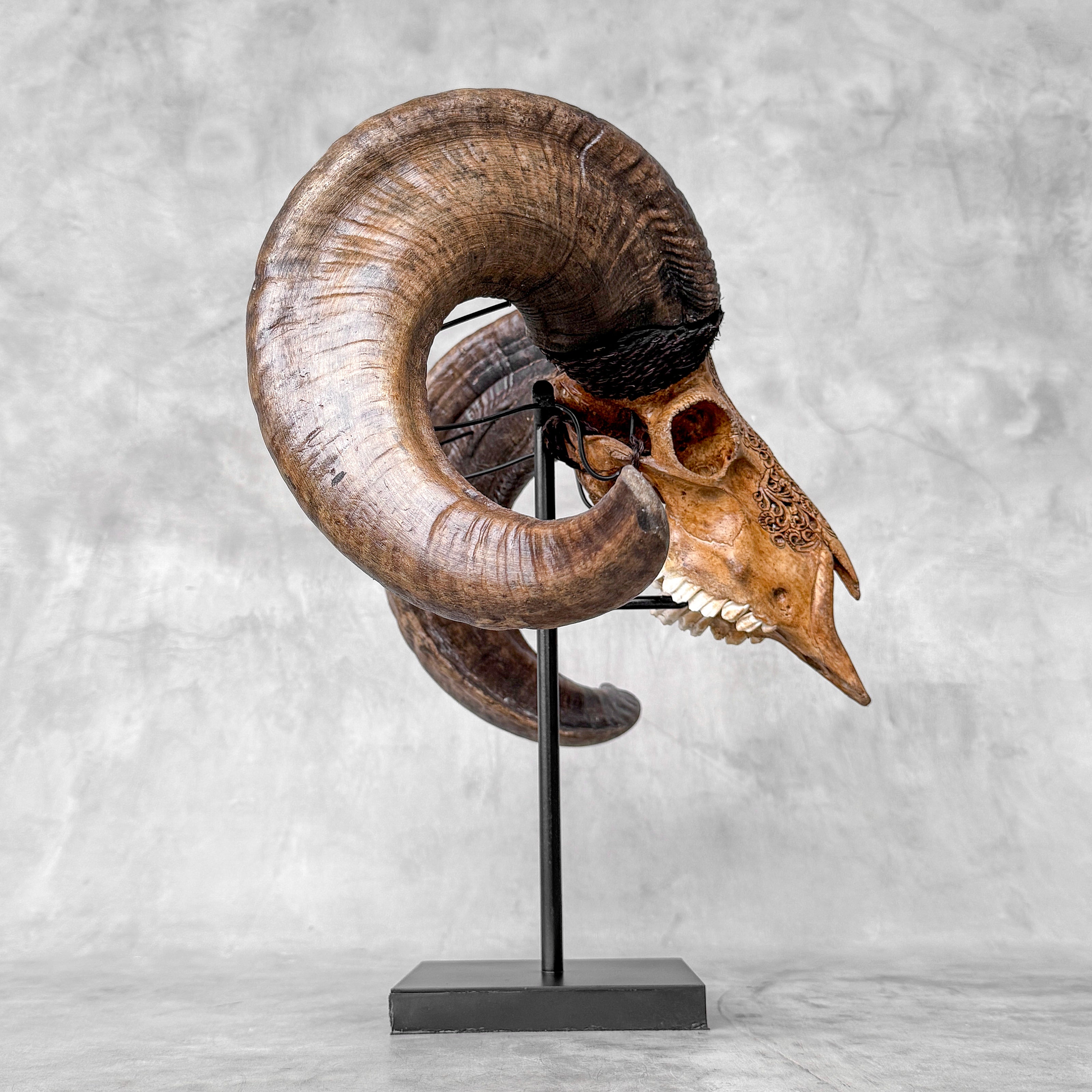 Carved Ram Skull with Badong motif on stand - Skull,A/162