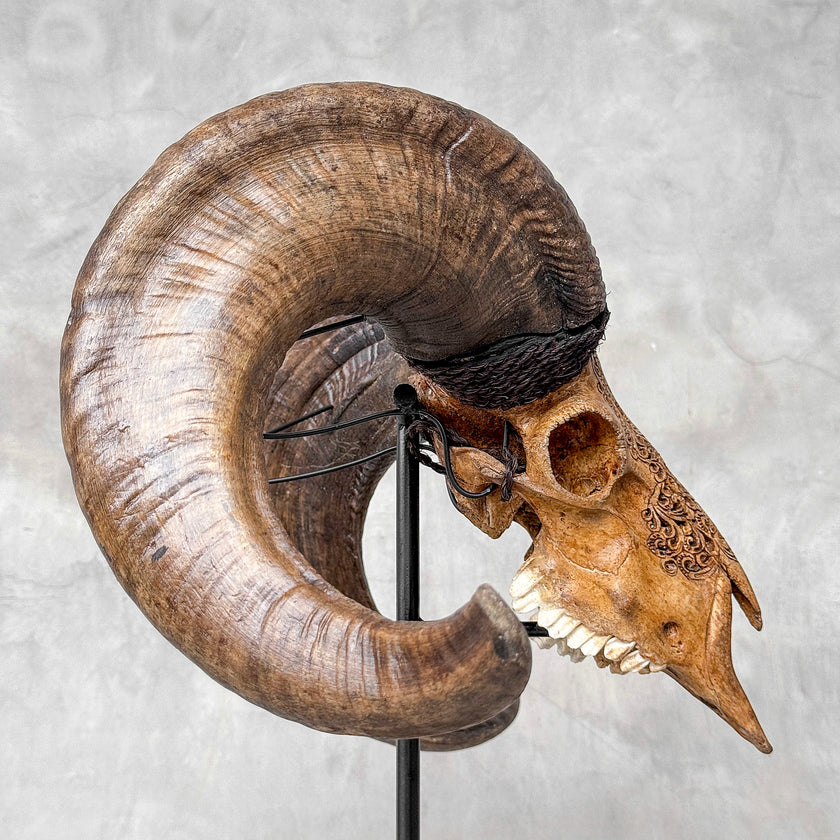 Carved Ram Skull with Badong motif on stand - Skull,A/162