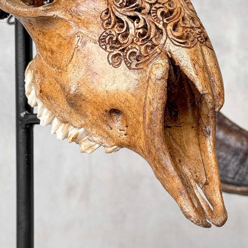 Carved Ram Skull with Badong motif on stand - Skull,A/162