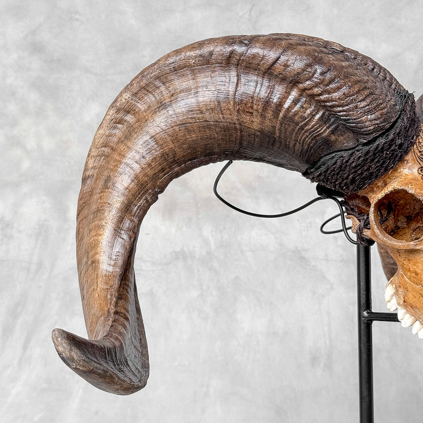 Carved Ram Skull with Badong motif on stand - Skull,A/162