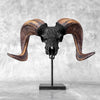 Carved Ram Skull with Star Mandala motif on stand - Skull,A/182