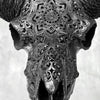 Carved Ram Skull with Star Mandala motif on stand - Skull,A/182