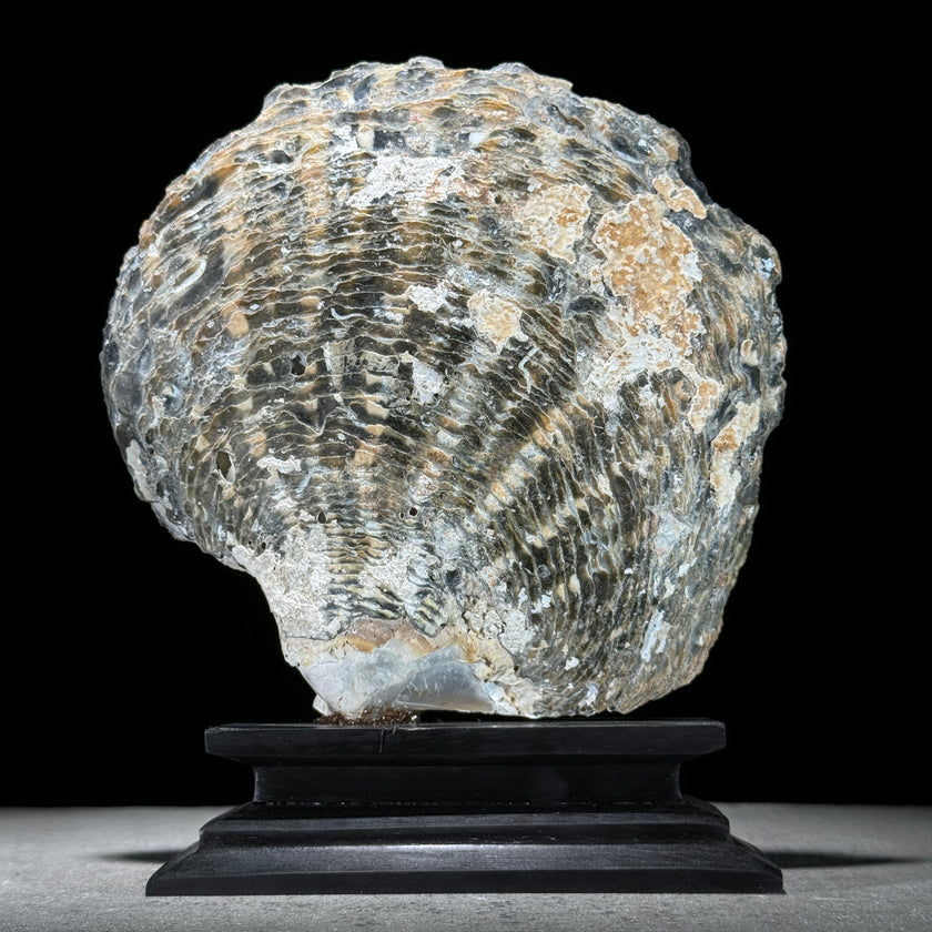 MoP Shell L Koi Fish - ToS,A/006