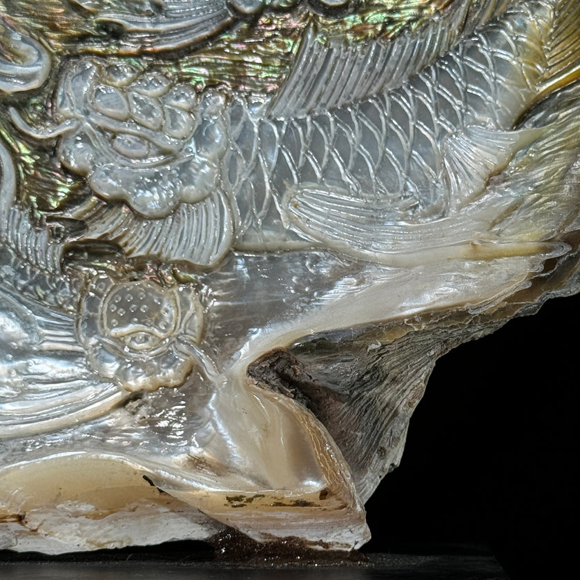 MoP Shell L Koi Fish - ToS,A/006