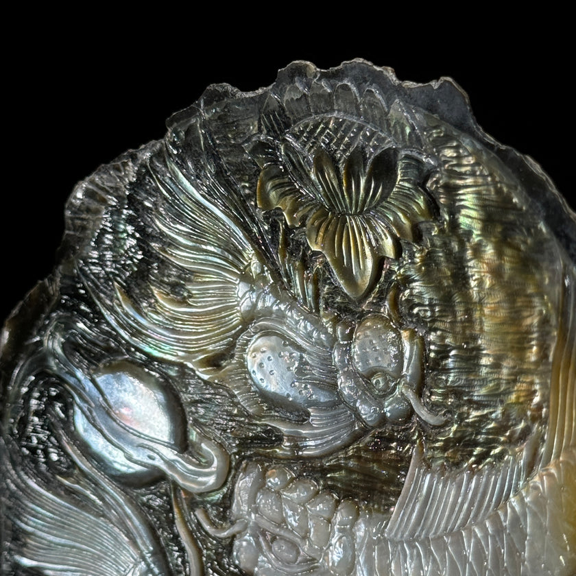 MoP Shell L Koi Fish - ToS,A/006