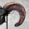 Carved Ram Skull with Star Mandala motif on stand - Skull,A/182