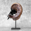 Carved Ram Skull with Star Mandala motif on stand - Skull,A/182