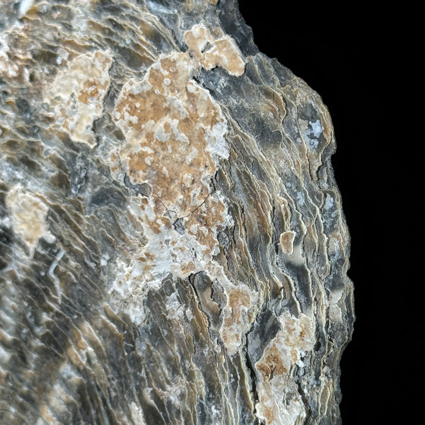 MoP Shell L Koi Fish - ToS,A/006