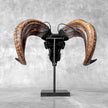 Carved Ram Skull with Star Mandala motif on stand - Skull,A/182