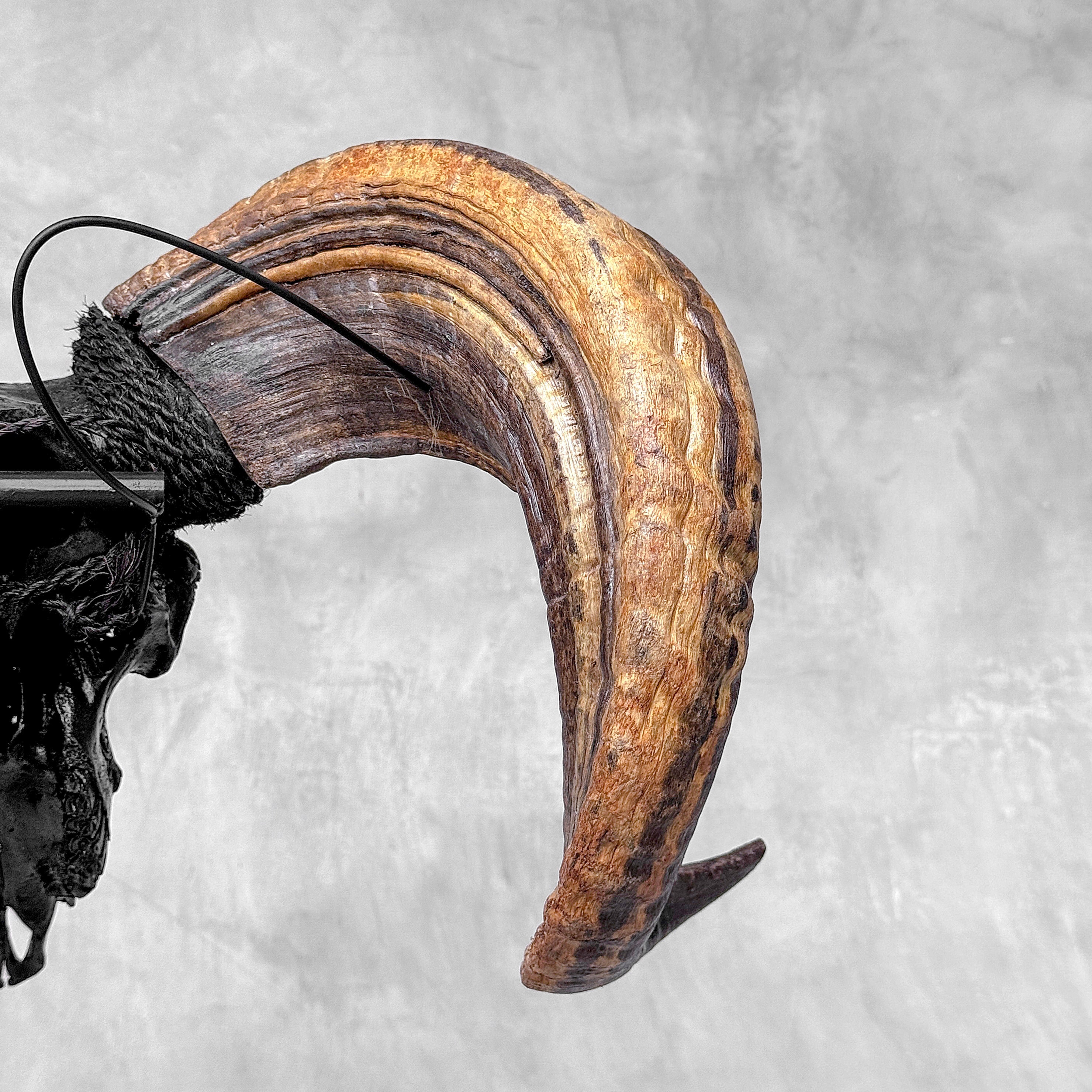 Carved Ram Skull with Star Mandala motif on stand - Skull,A/182