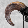 Carved Ram Skull with Star Mandala motif on stand - Skull,A/182