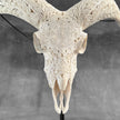 White Ram Skull Carved Horns with Flower Mandala motif on stand - Skull,A/165