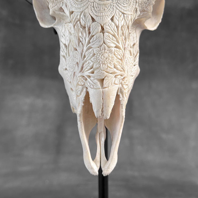 White Ram Skull Carved Horns with Flower Mandala motif on stand - Skull,A/165